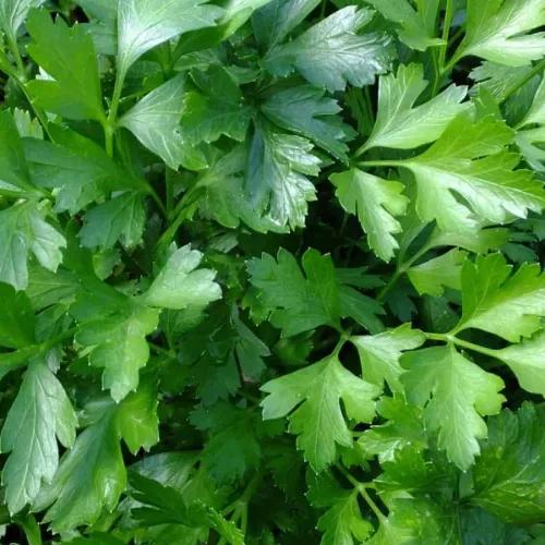 Parsley 1bunch