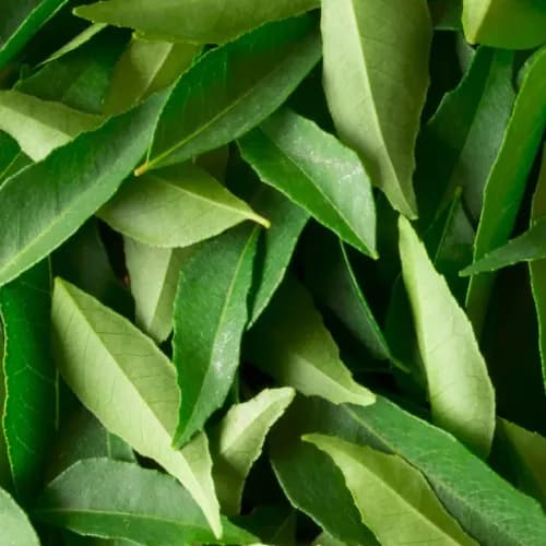 Curry Leaves 50gm