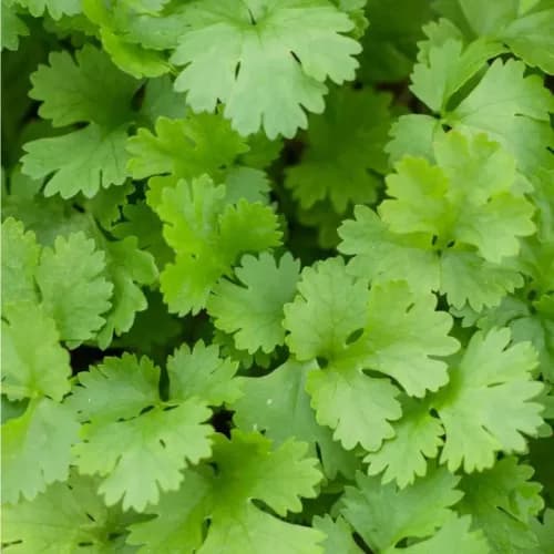 Coriander 1bunch