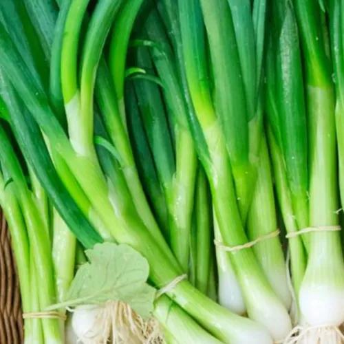 Spring Onion 1bunch