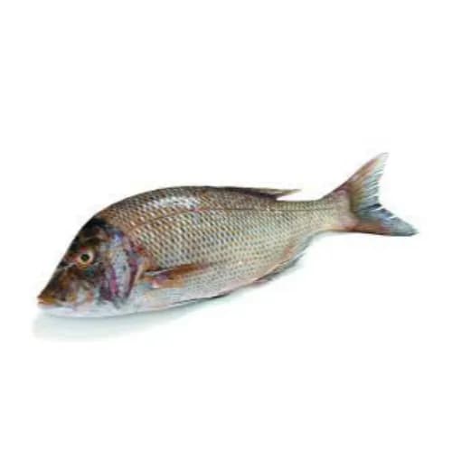 Fresh Sheri Fish Big Local 500 Gr