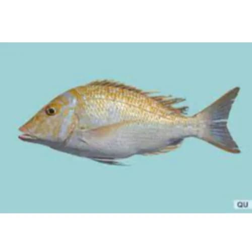 Fresh Medium Sheri Fish Local 500 Gr