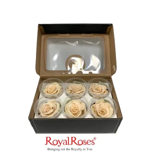 Princess Preserved Rose- Pale Light Pink 6Pcs.