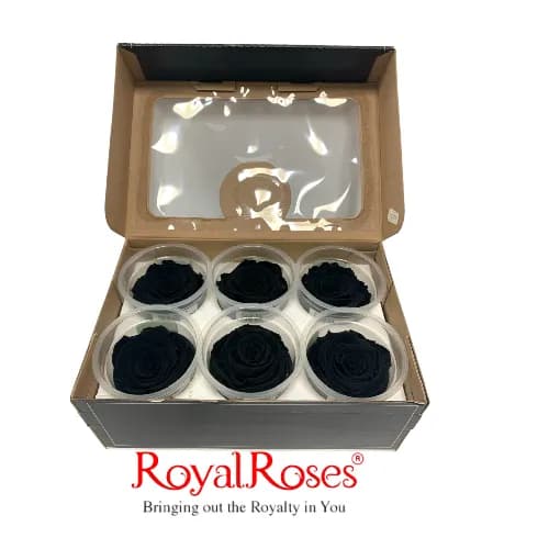 Princess Preserved Rose- Black Bla-1 6Pcs.