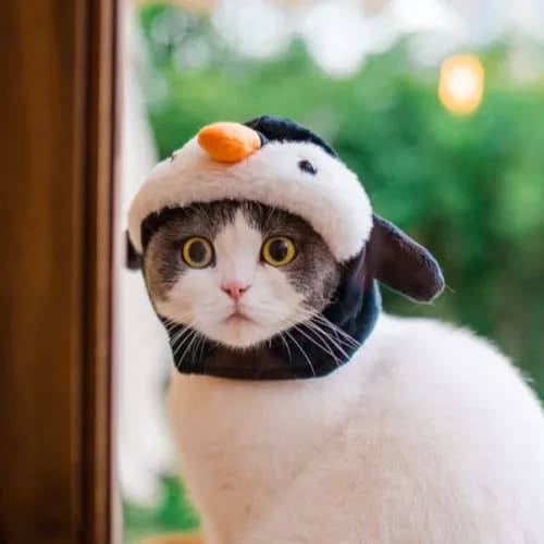 Cat Hat Penguin Xs