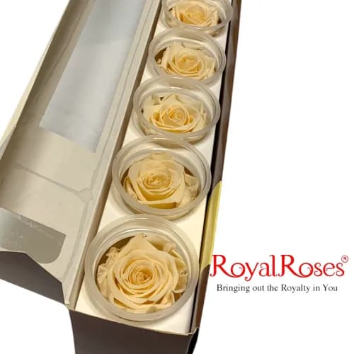 Princess Preserved Rose- C -K- 6Pcs.