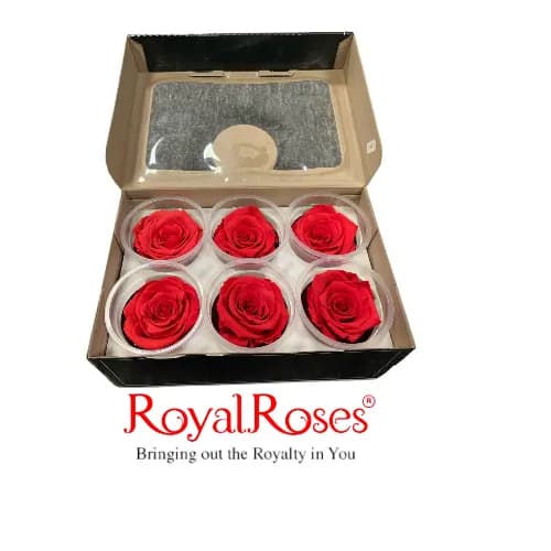 Princess Preserved Rose- Red Orange 6Pcs.