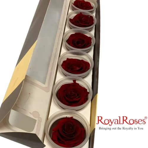 Princess Preserved Rose- Royal Red -K- 6Pcs.