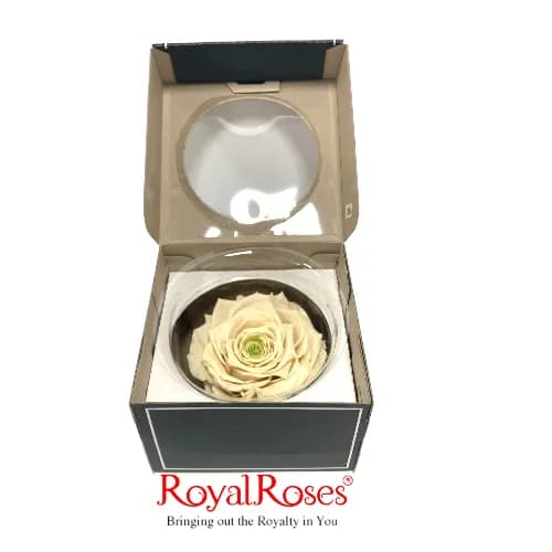 King Preserved Rose- Drop Of Green 1Pc.