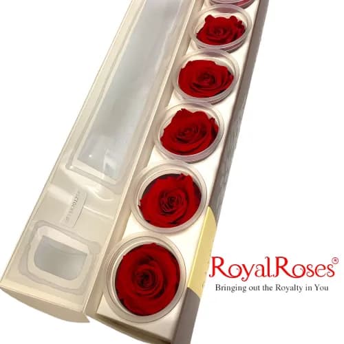 Princess Preserved Rose- Vibrant Red 6Pcs.