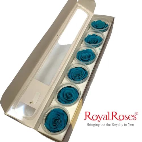 Princess Preserved Rose- Aquamarine 6Pcs.