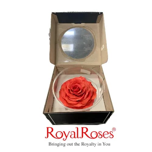 King Preserved Rose- Pink Orange On Pink Base 1Pc.