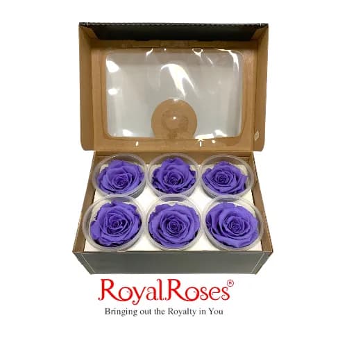 Princess Preserved Rose- Violet 6Pcs.