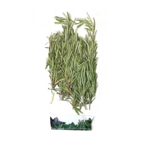 Herbs Rosemary 50G