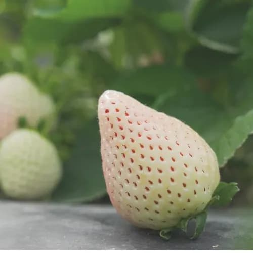 Florida Pearl Strawberry1Kg