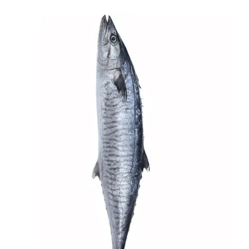 Fresh Big Mackerel Fish