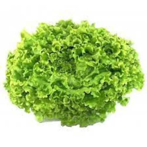 Bio Batavia Lettuce Green1Kg