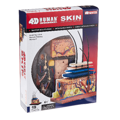 4D Human Anatomy Skin Anatomy Model Kit