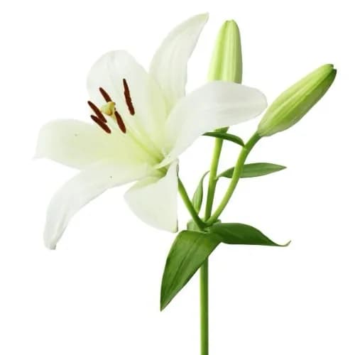 Lily Flower 2