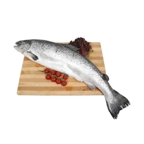 Fresh Norwegian Salmon Fish 2-3Kg1Kg