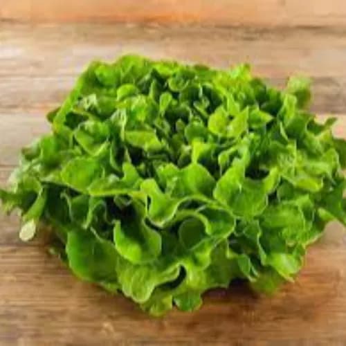 Bio Oakleaf Lettuce Green1Kg