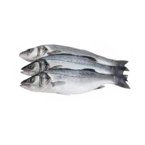 Qatari Seabass