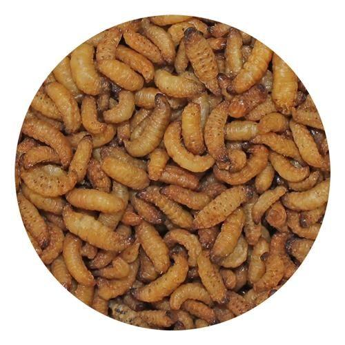 Wax Snax Dried Wax Worms 1 Oz.