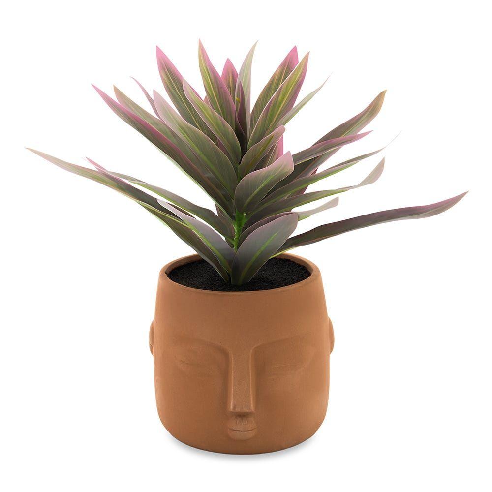 Dracaena In Ceramic Pot, Brown & Green - 26 Cm