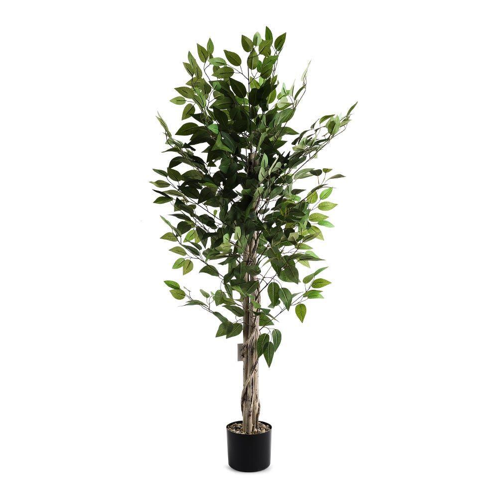 Ficus Plant In Concrete Planter, Green & Black - 58X132Cm