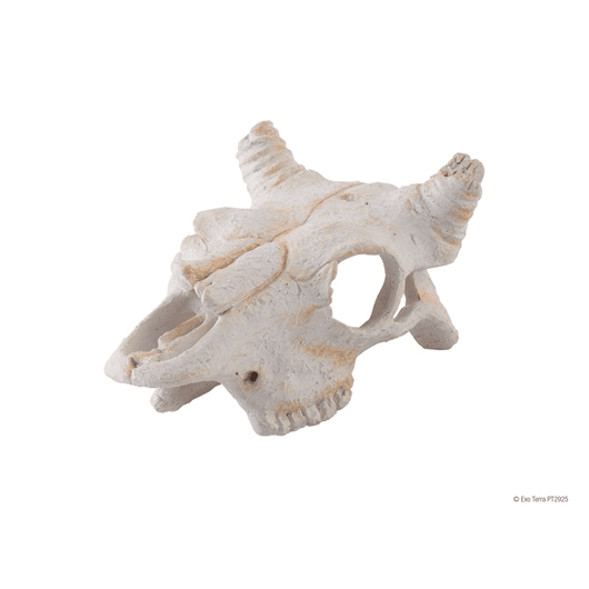 Exo Terra Buffalo Skull - Small