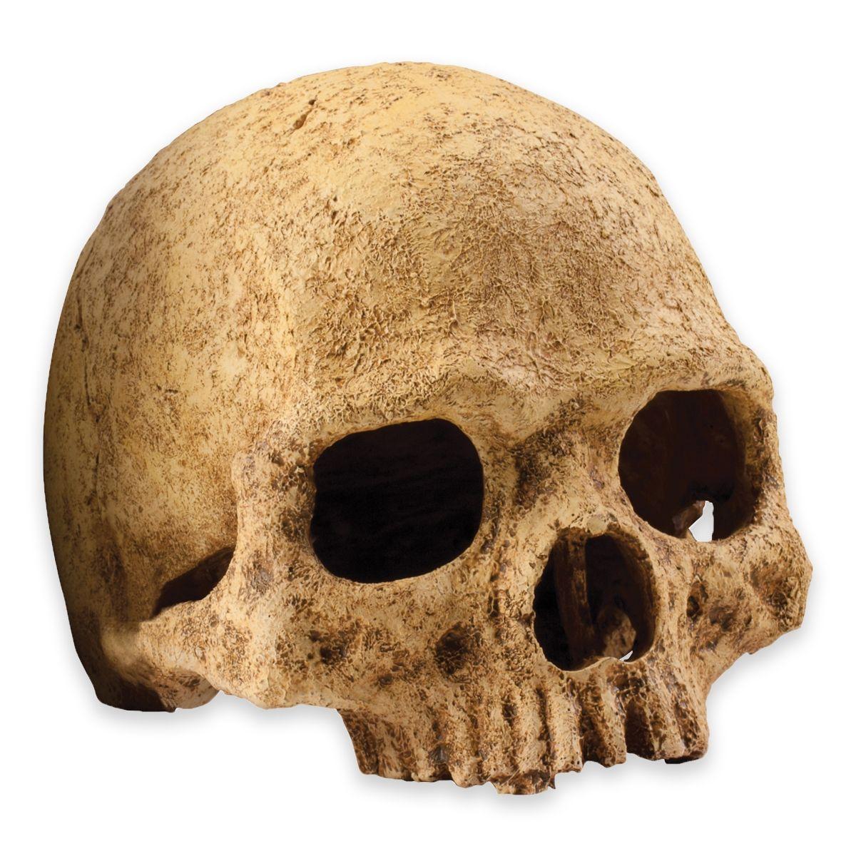 Exo Terra Primate Skull