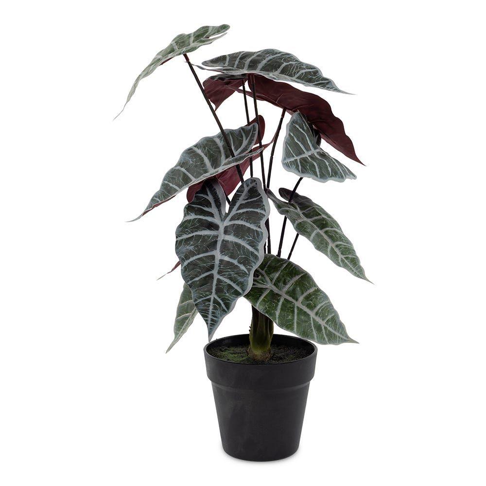 Alocasia Tree In Pot, Green & Red - 54 Cm