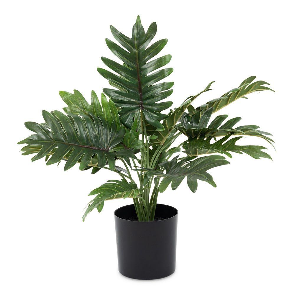 Philodendron Tree In Pot, Green - 39 Cm