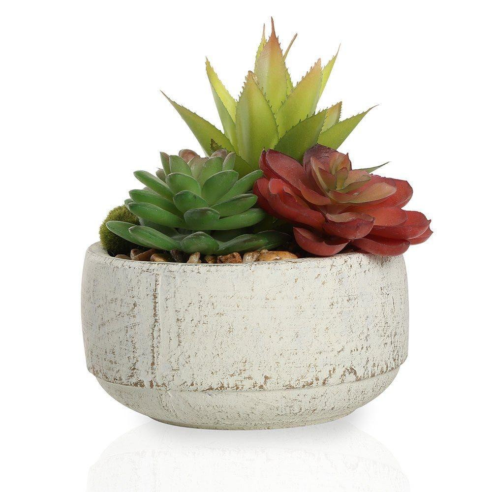 Small Succulent In Cement Pot – 18 Cms