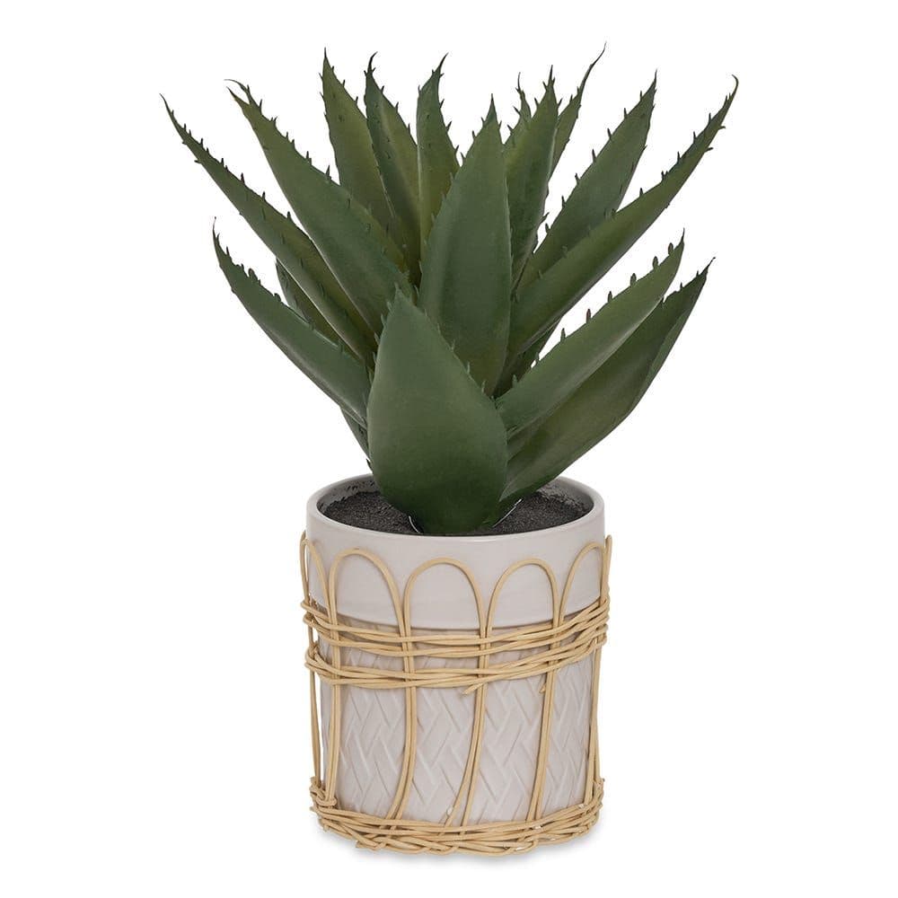 Aloe In Ceramic Woven Basket Pot - 33 Cm