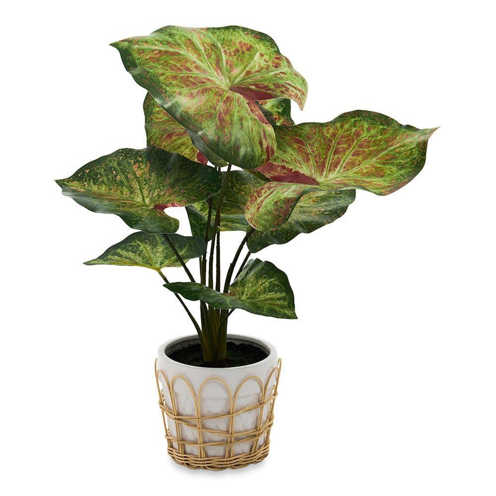 Alocasia In Ceramic Woven Basket Pot, White & Green - 47 Cm