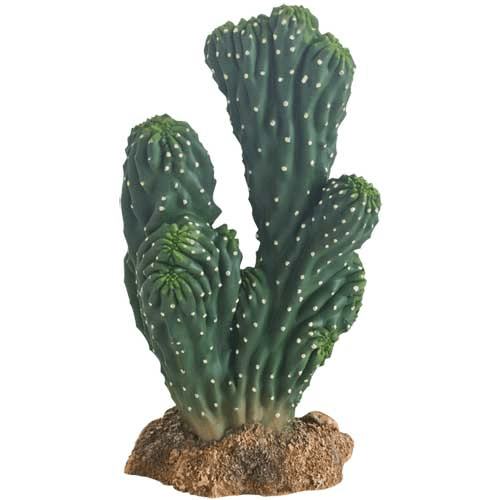 Cactus Victoria 19 Cm