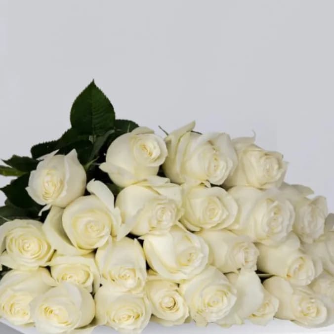 25 White Roses