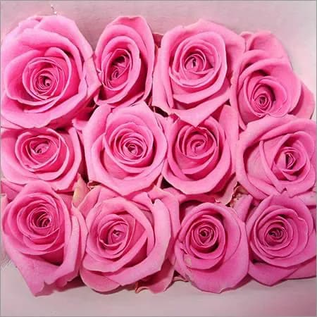 25 Pink Roses