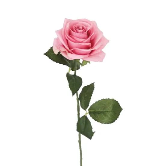 Single Pink Rose