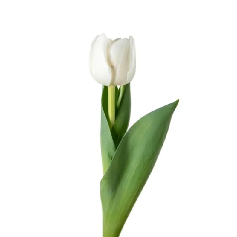 Single White Tulip