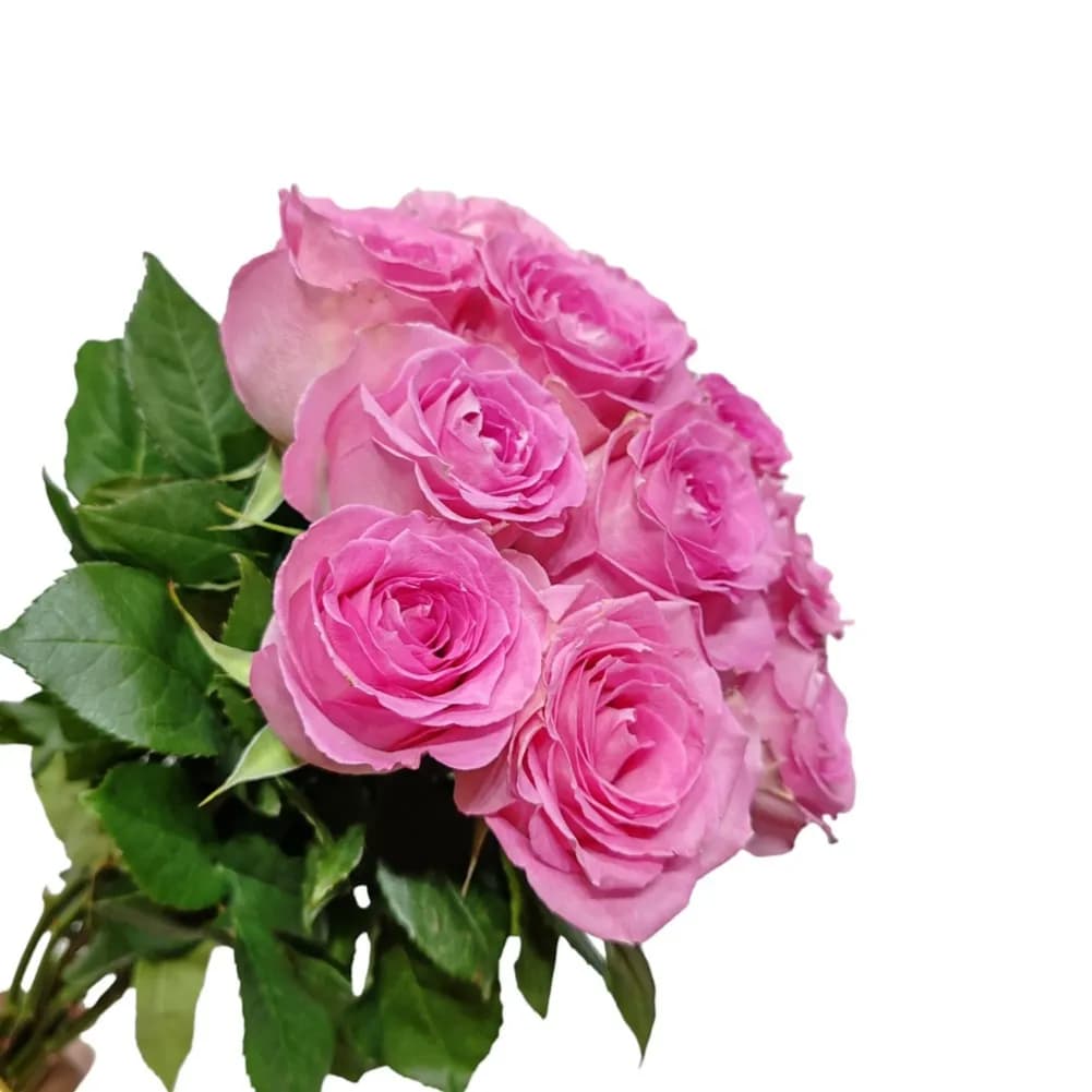 Bunch of 10 Pink Roses