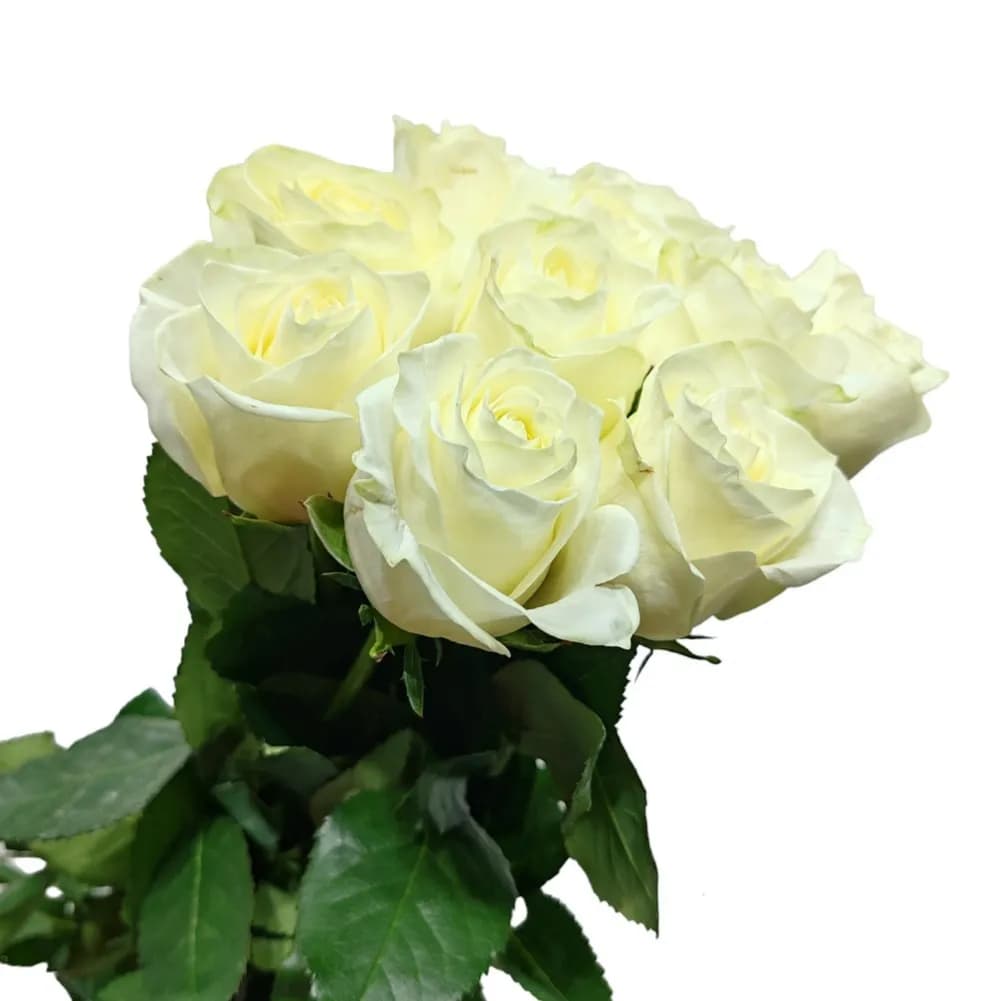 Bunch of 10 White Roses