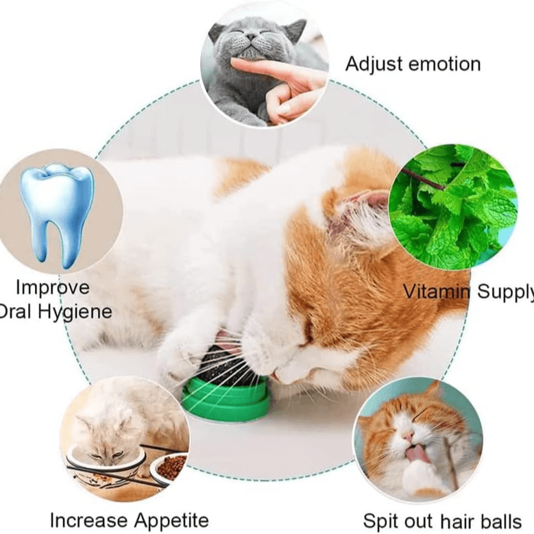 Catnip Ball for Cats