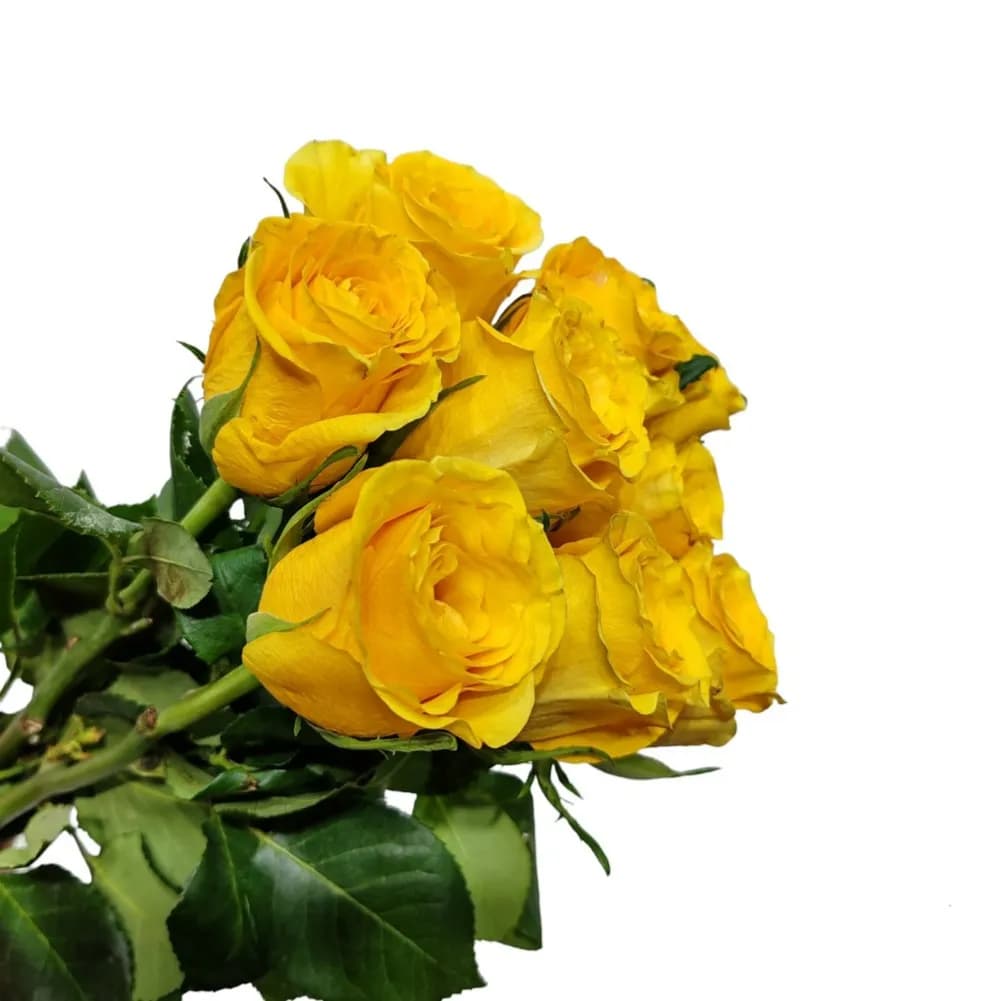 Bunch Of 10 Single Yellow Roses