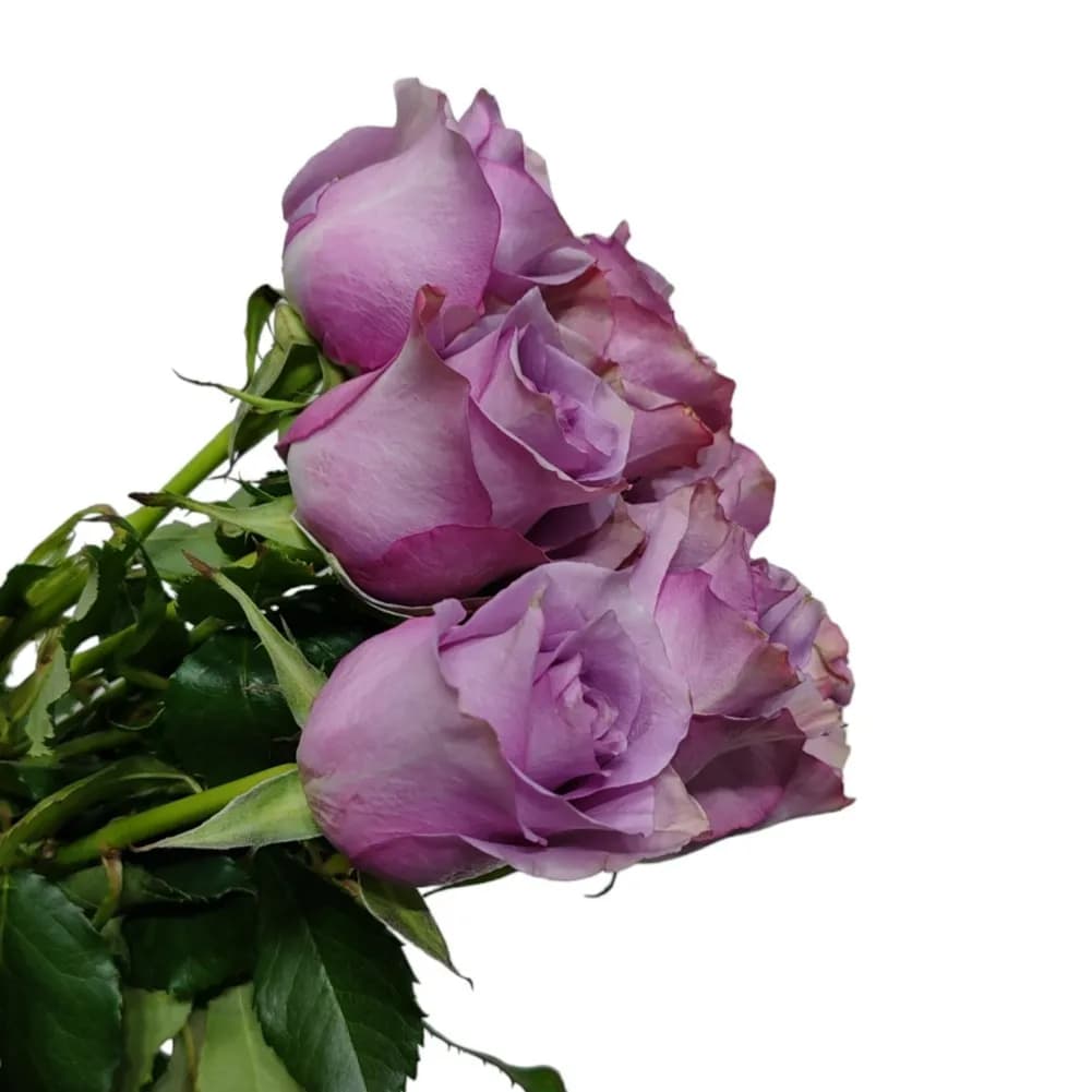 Bunch Of 10 Purple Roses