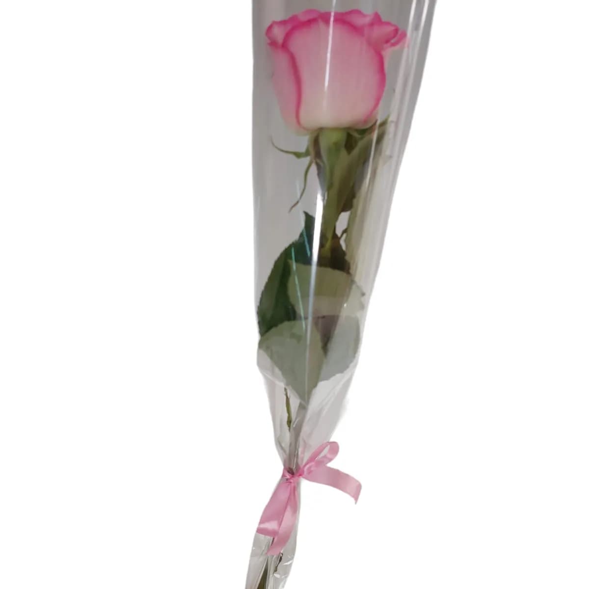 Single Pink Rose