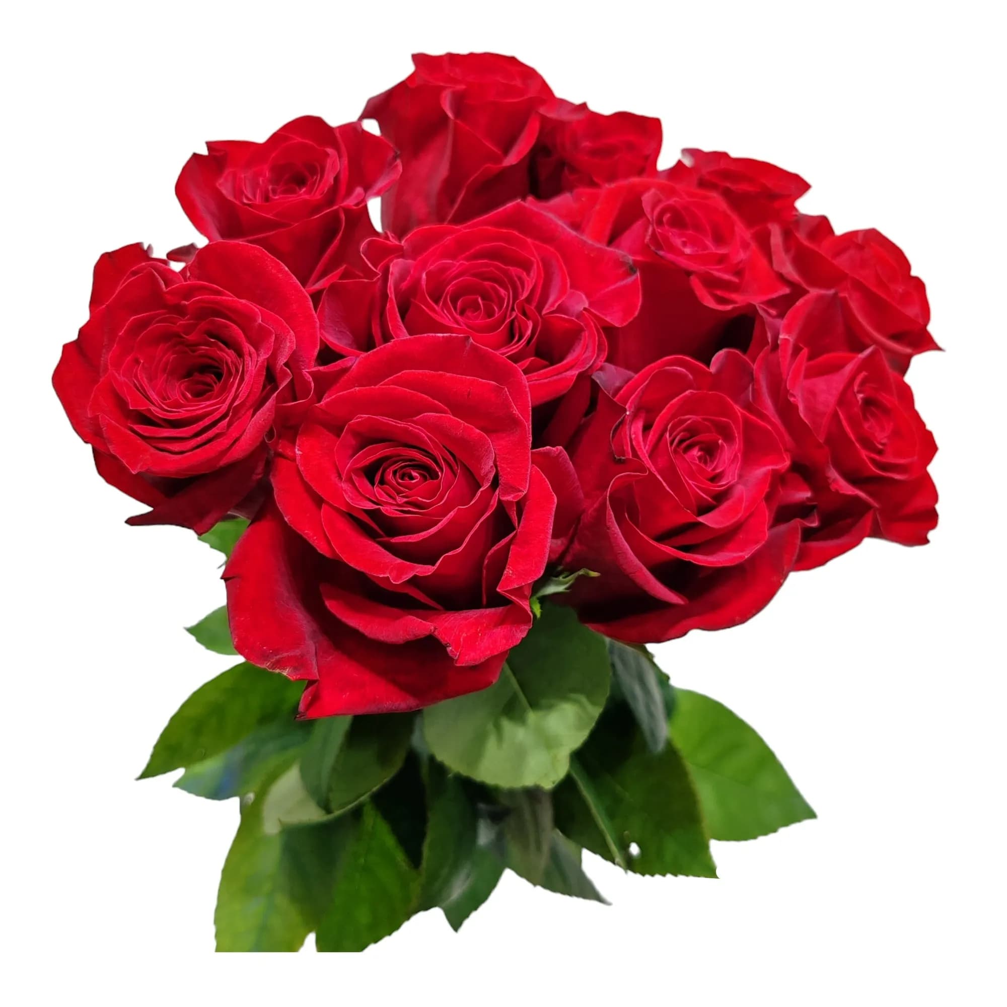 Bunch Of 10 Red Roses