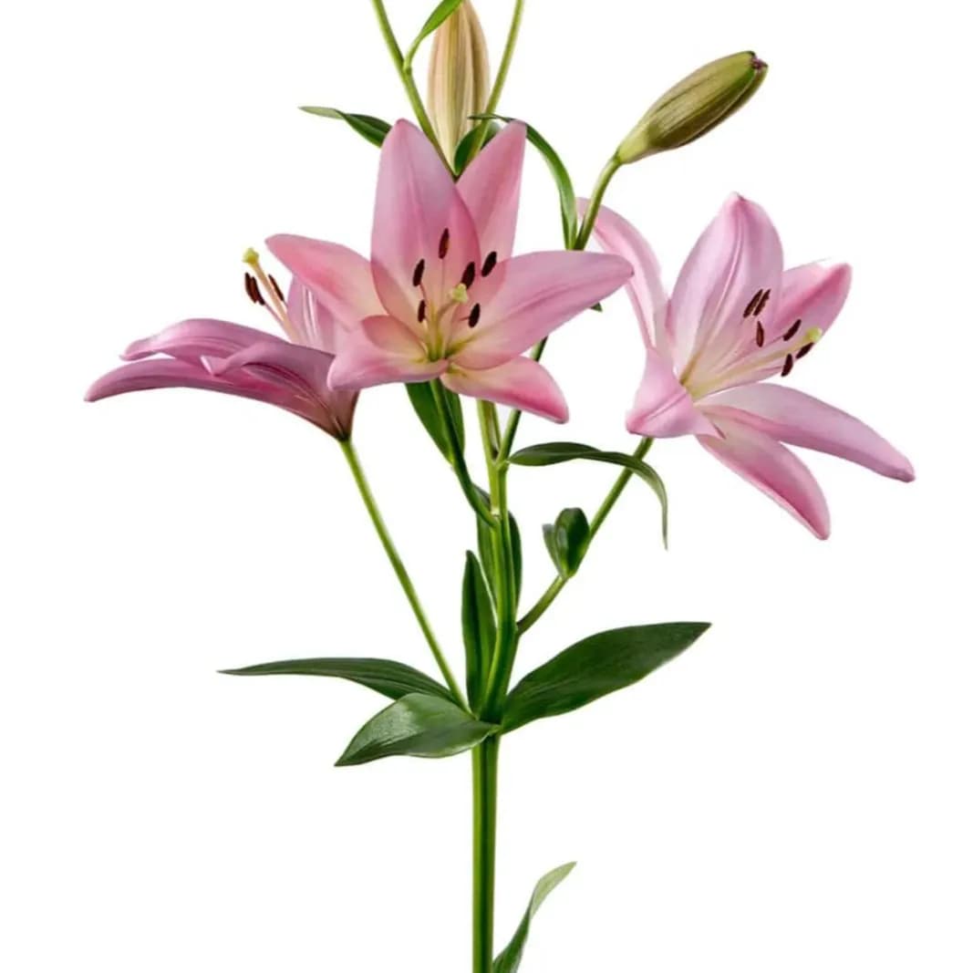 5 Stem Pink Lily