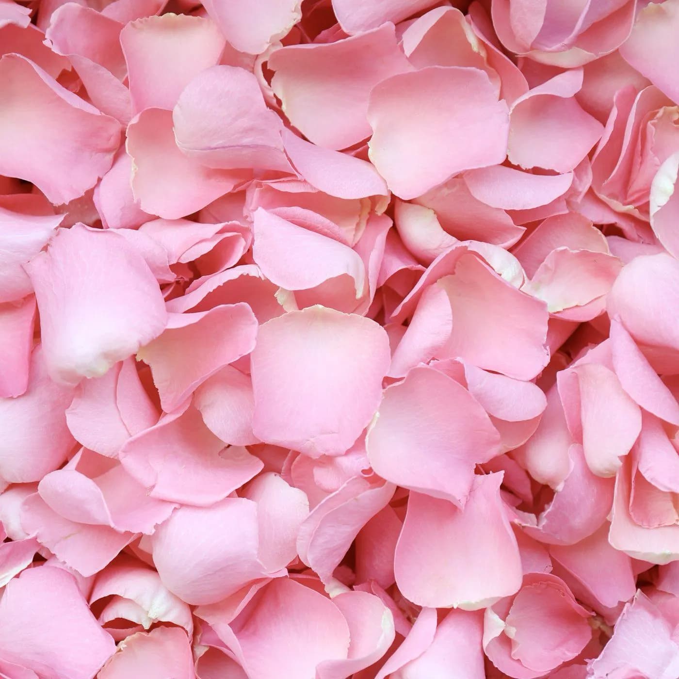 Pink Rose Petals